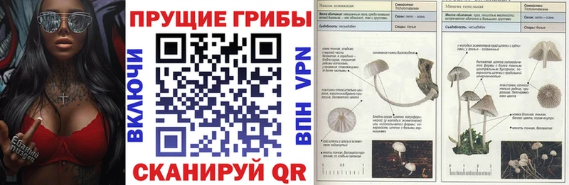 наркошоп  Ветлуга  Псилоцибиновые грибы Cubensis 